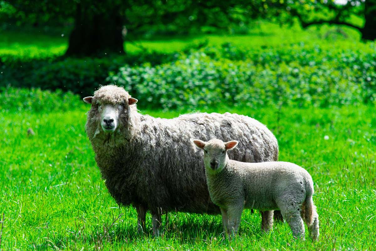 mammal two sheep standing on grass field sheep