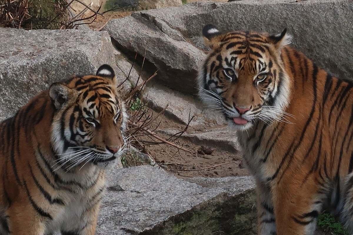 mammal two tigers tiger