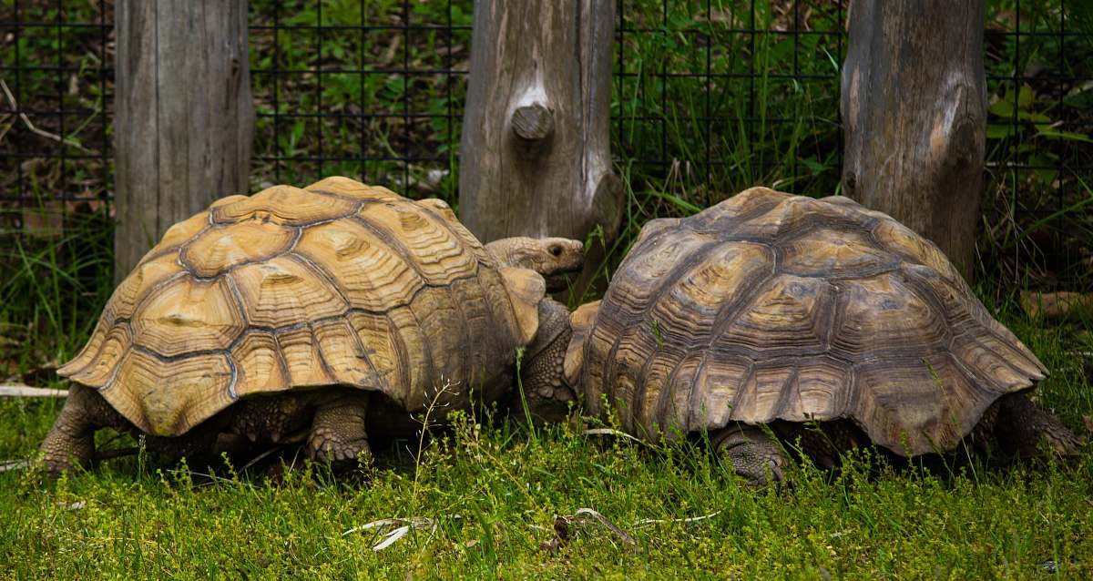 Reptile Two Tortoises On Grass Field Sea Life Image Free Photo