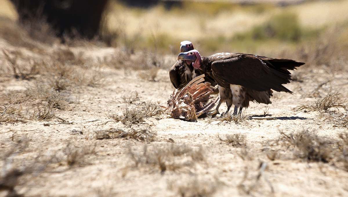 bird two vultures ground