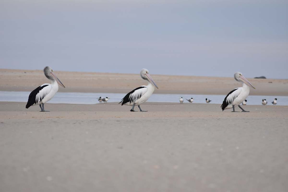 Capture the serene beauty of nature with this striking image of two black and white birds gracefully walking along the sandy beach. The gentle waves provide a perfect backdrop, making this scene ideal for travel blogs, wildlife publications, and environmental awareness campaigns. Perfect for adding a touch of tranquility and elegance to your projects.