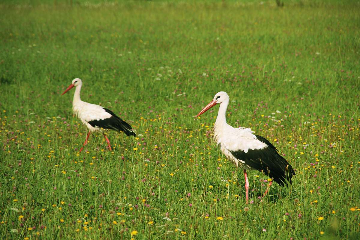 bird two white-and-black birds on green grass stork