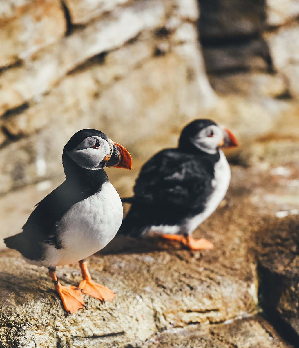bird two white-and-black birds perching on rock puffin