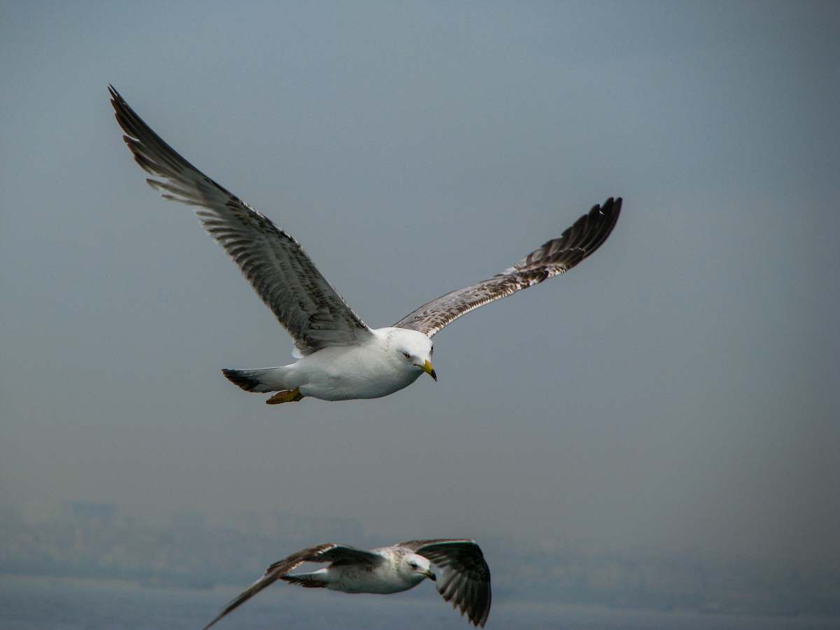bird two white and brown birds in flight seagull