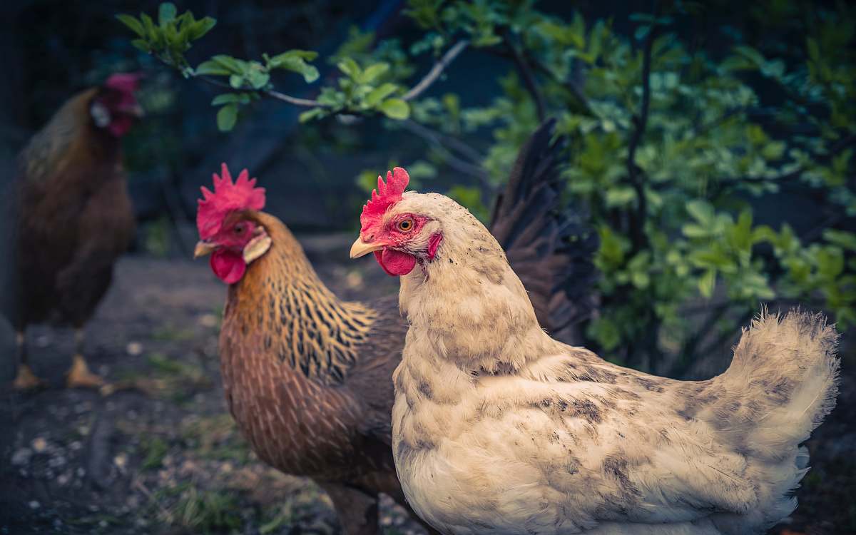 chicken two white and brown hens bird