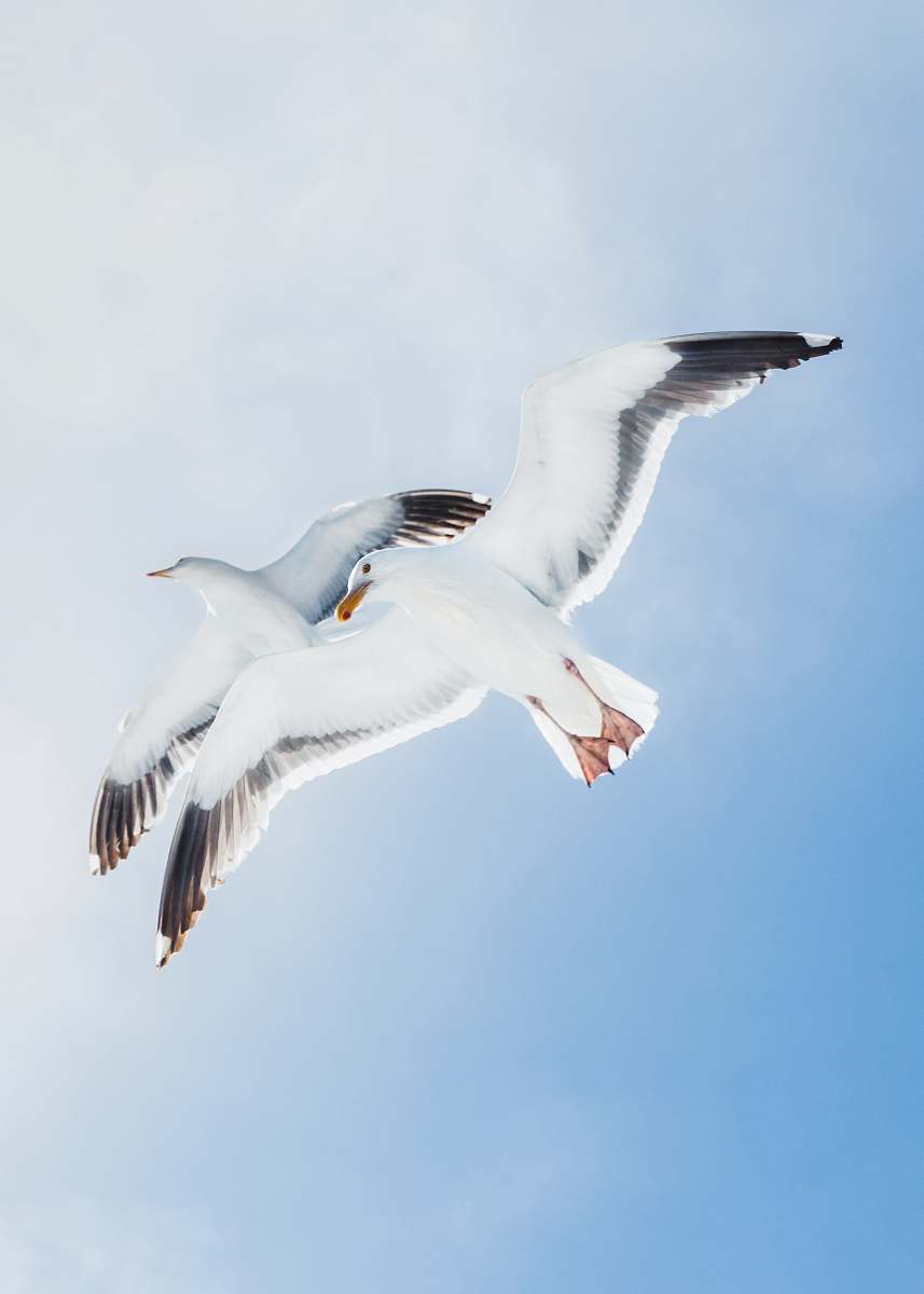 bird two white birds seagull