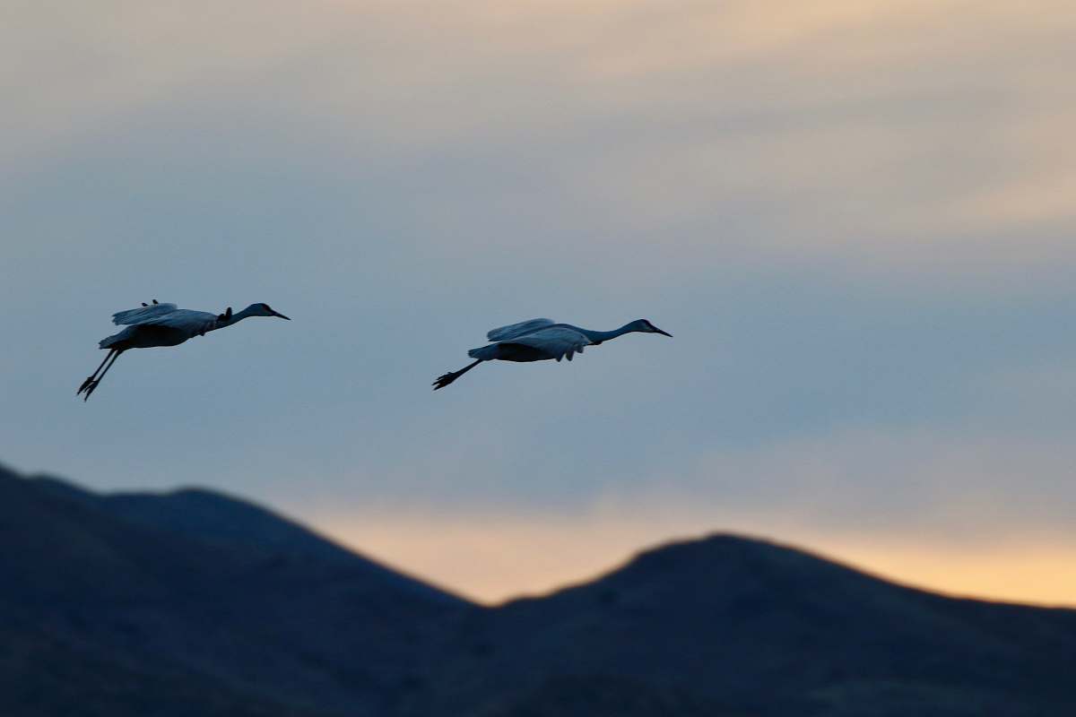 bird two white birds on flight flying