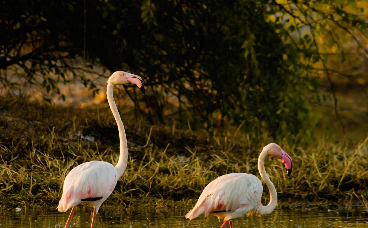 bird two white flamingo's flamingo