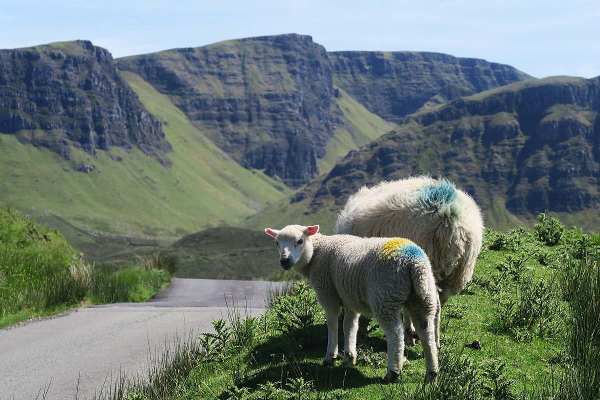 mammal two white lambs sheep