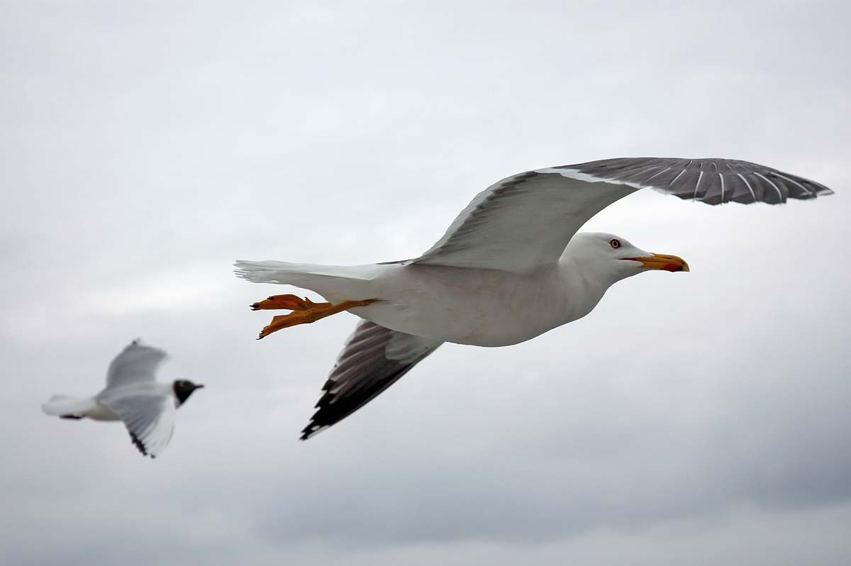 bird two white seagulls flying