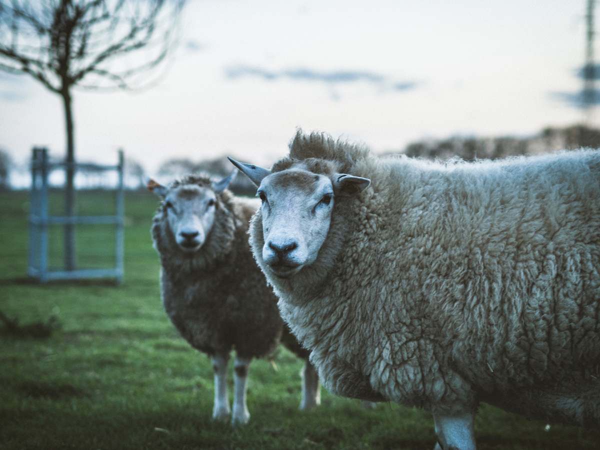 sheep two white sheep on green grass field mammal