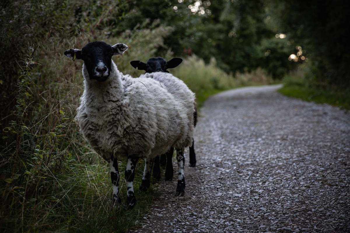 mammal two white sheep standing on footpath sheep