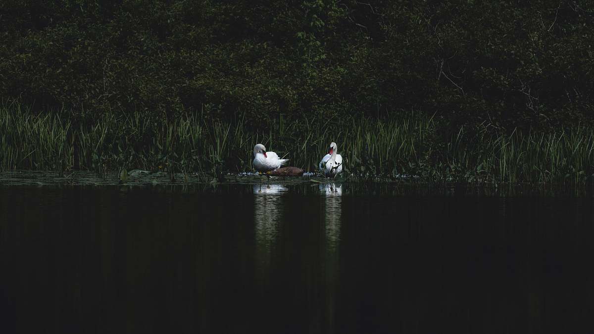bird two white swan on body of water waterfowl