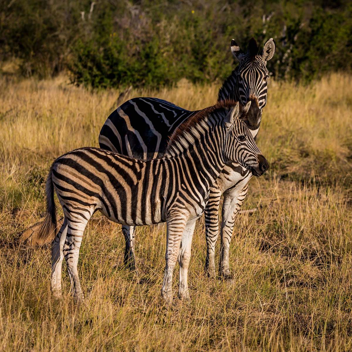 wildlife two zebras on grass zebra