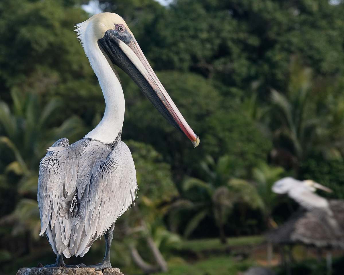 bird view of brown pelican waterfowl