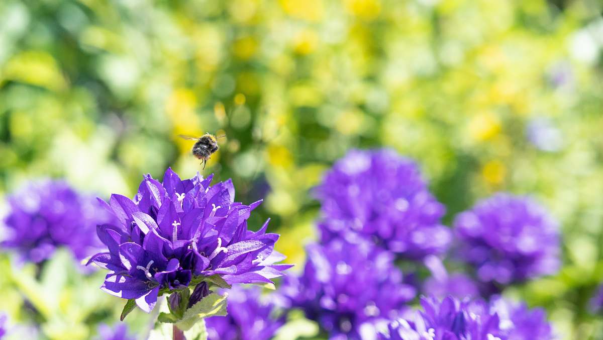 apidae violet-petaled flowers bee