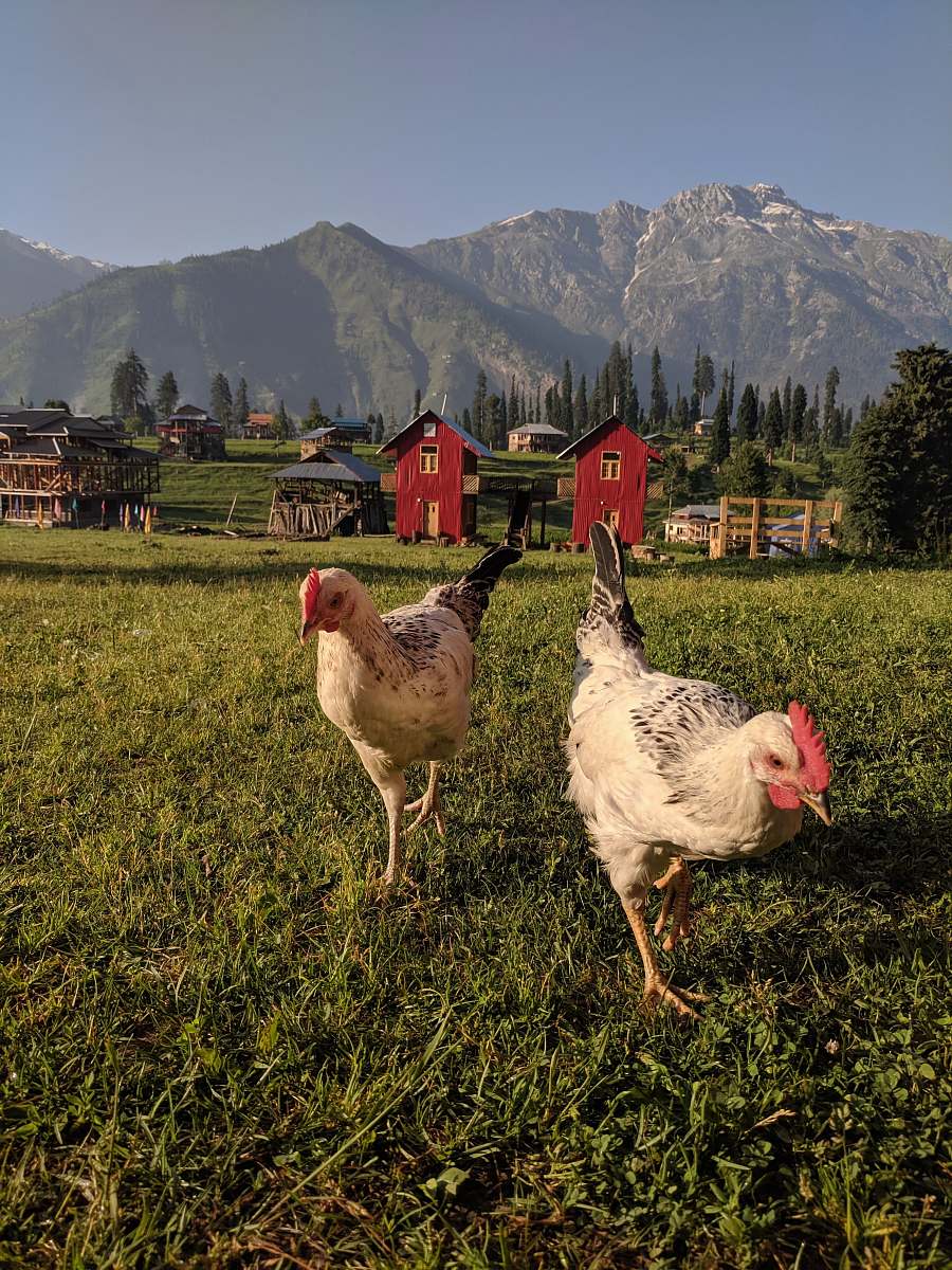 bird walking chickens chicken