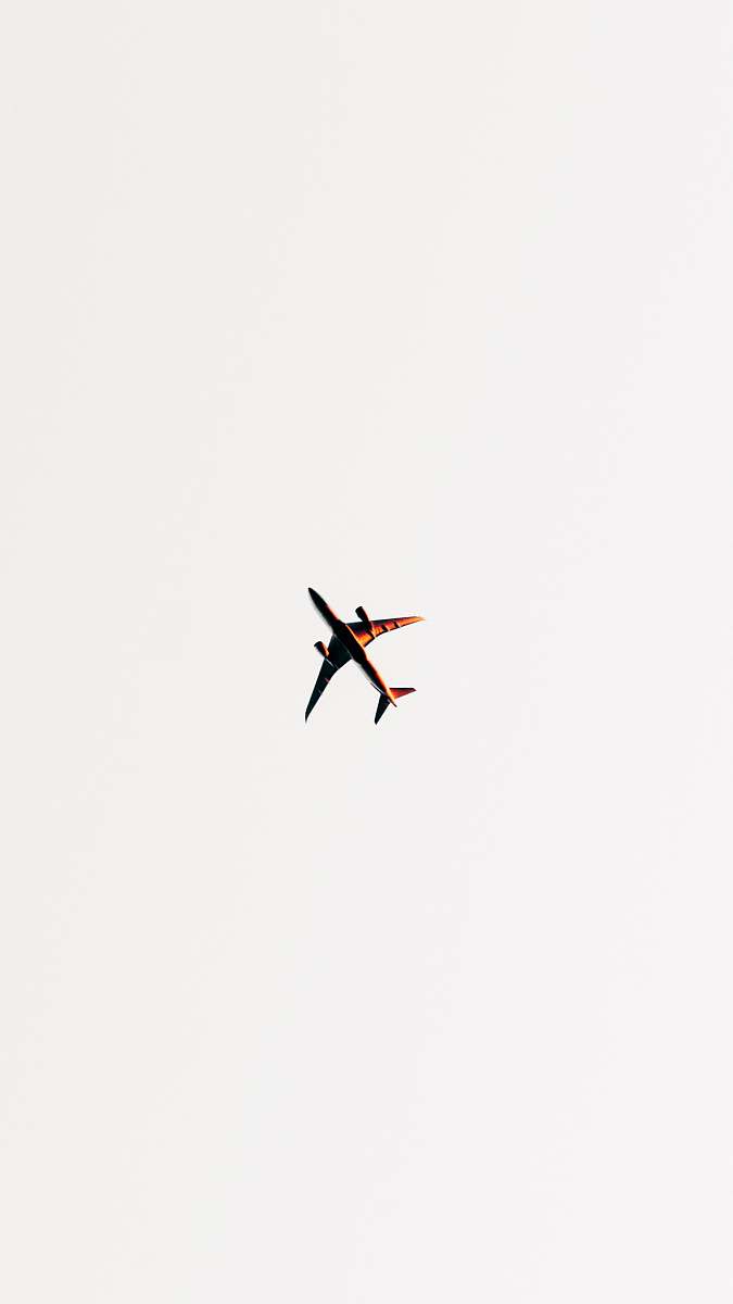 bird white airliner flying
