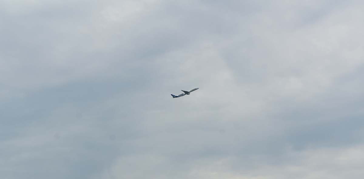 bird white airplane midair grey