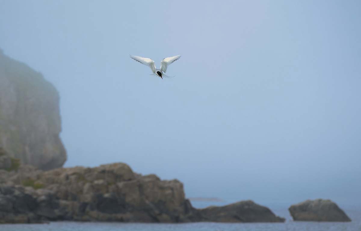 bird white and b lack bird lying above body of water during daytime flying
