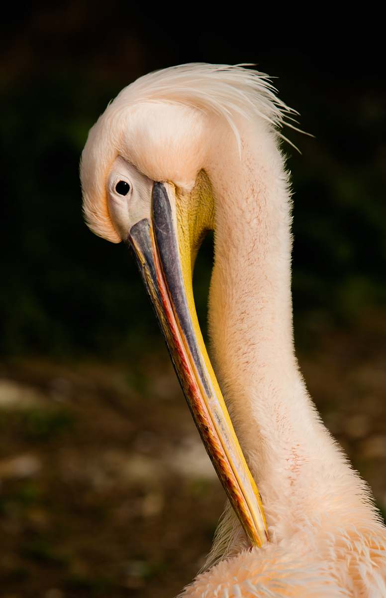 bird white and beige bird pelican