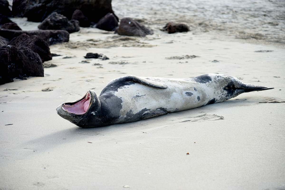 seal white and black animal lying on white sand during day time sea life