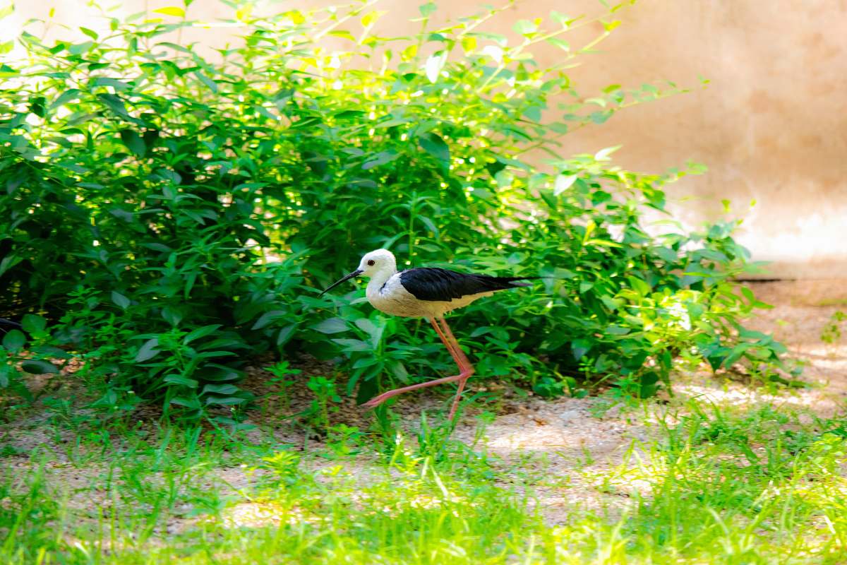 bird white and black bird flying