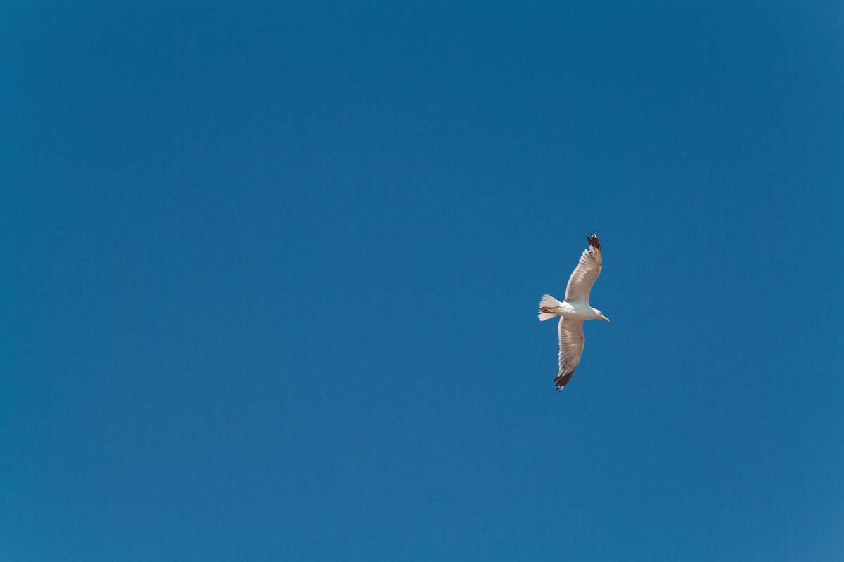 bird white and black bird flying in mid air during day flying