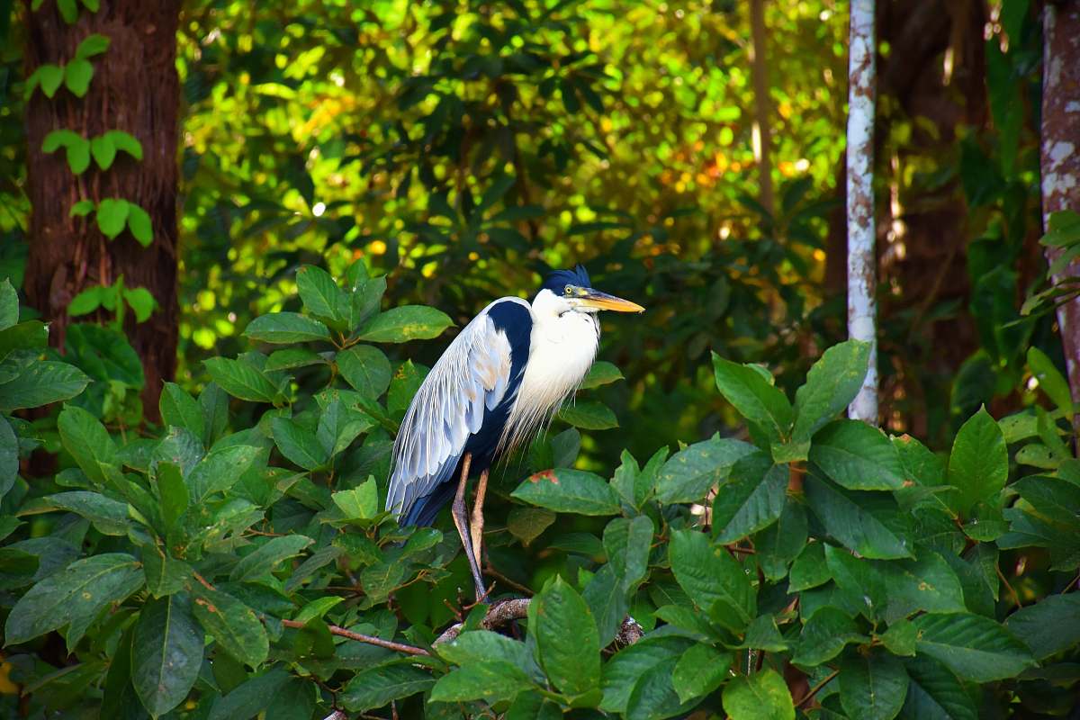 bird white and black bird on green plant waterfowl