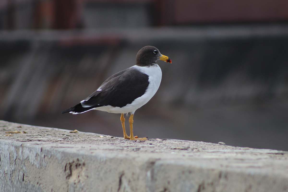 bird white and black bird on grey pavement beak