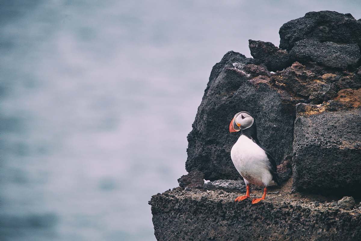 bird white and black bird on rock during daytime puffin