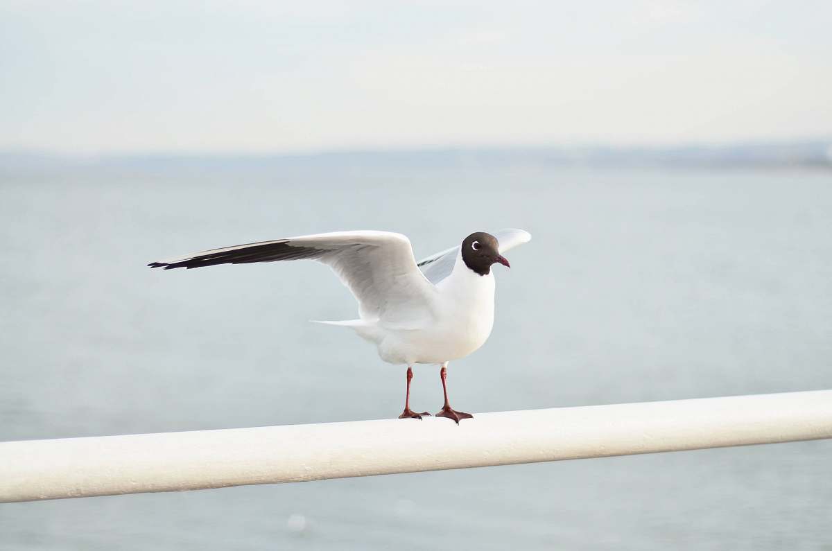 bird white and black bird porches on white metal bar seagull