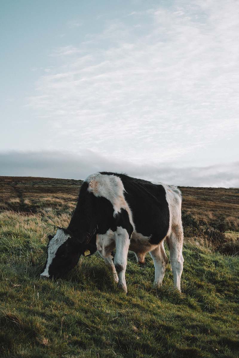 cattle white and black cattle eating grass cow
