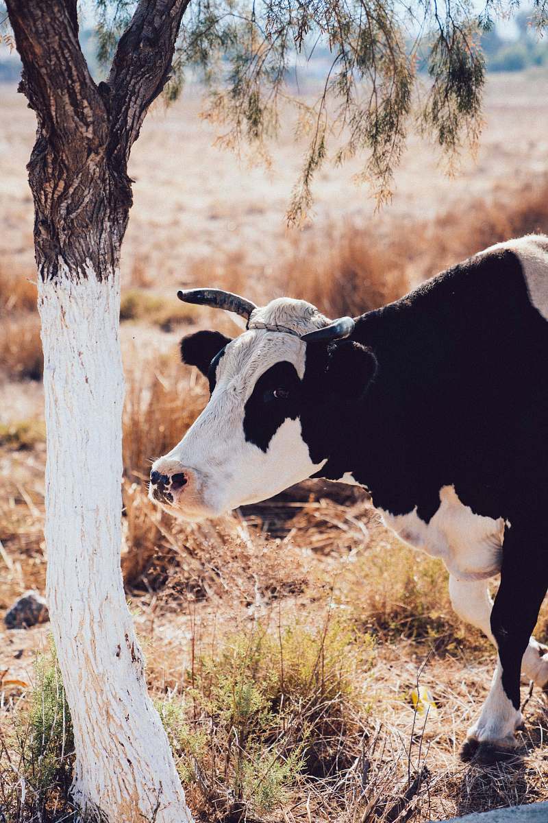 cattle white and black cattle near tree cow