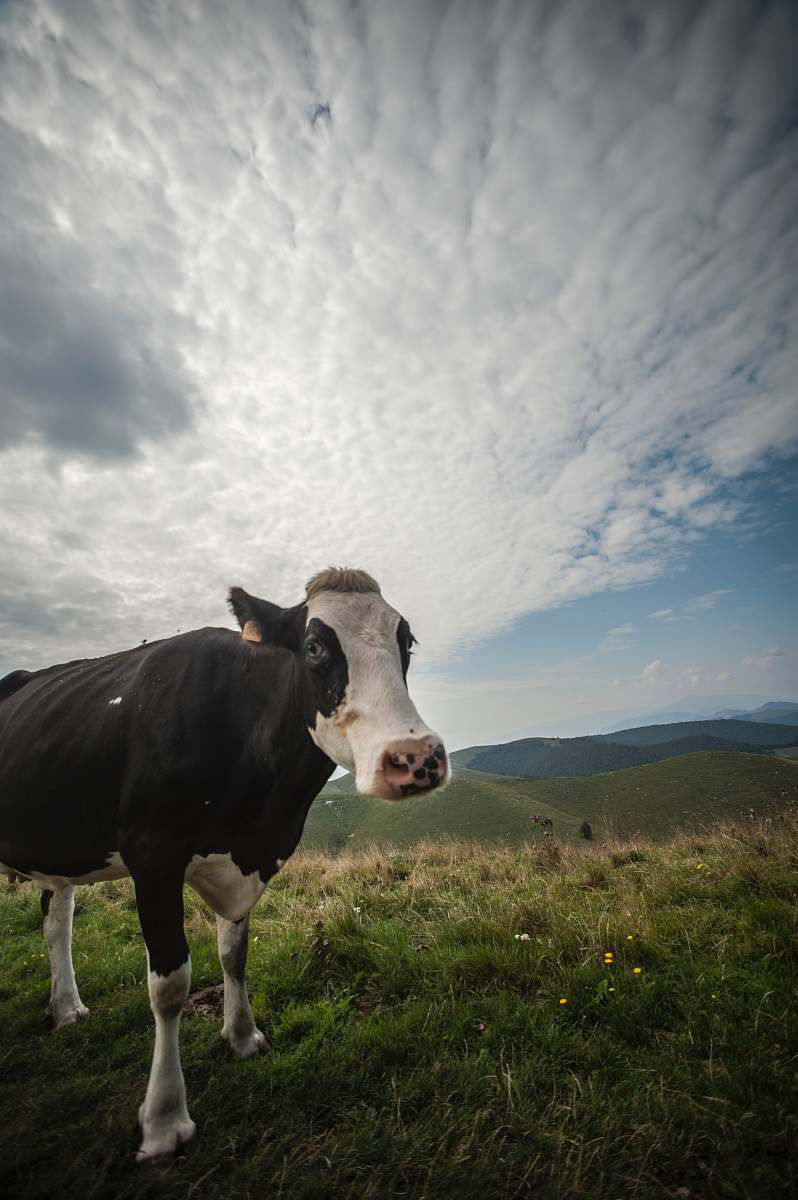 cow white and black cattleon hill cattle
