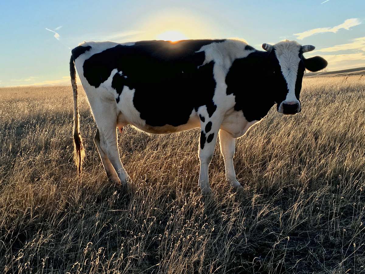 cow white and black cow cattle