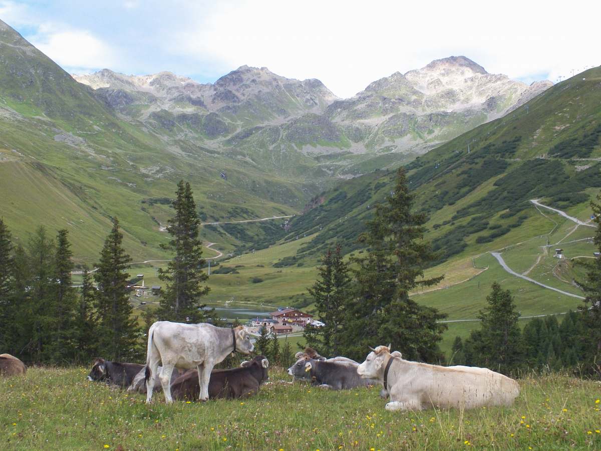 cattle white and black cows beside green trees at daytime cow