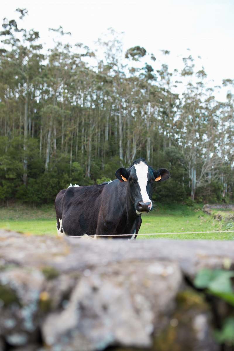 cattle white and black dairy cow near tree during daytime cow