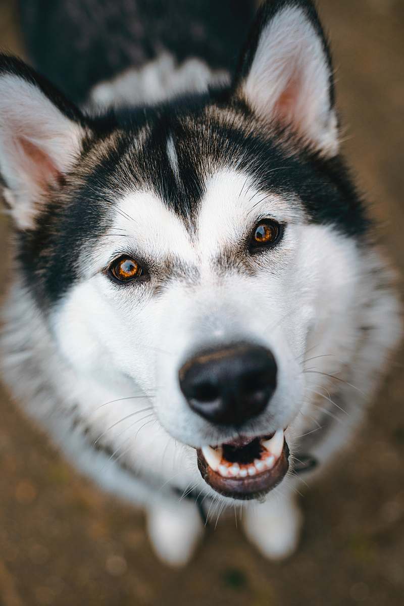 dog white and black dog canine
