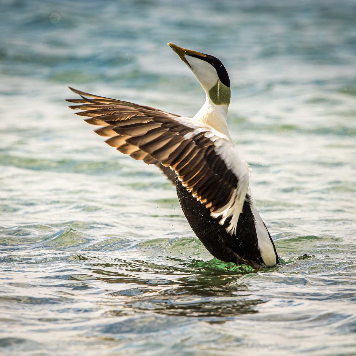 bird white and black duck on water during daytime helgoland