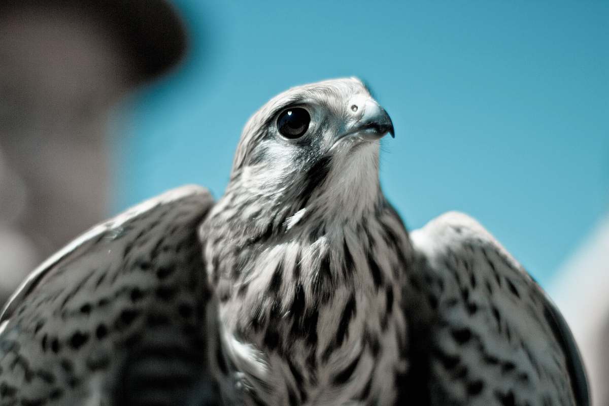 bird white and black eagle beak