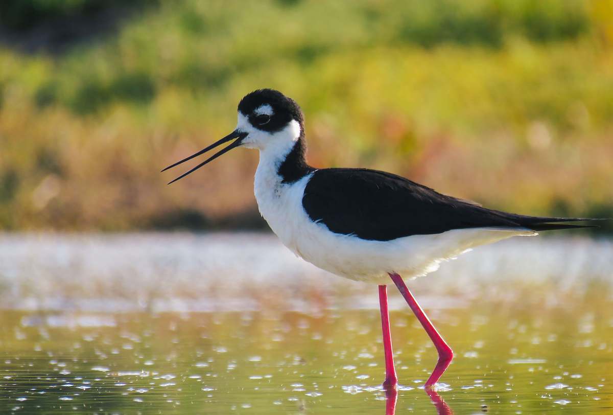 bird white and black long-beaked bird on body of water during daytime beak