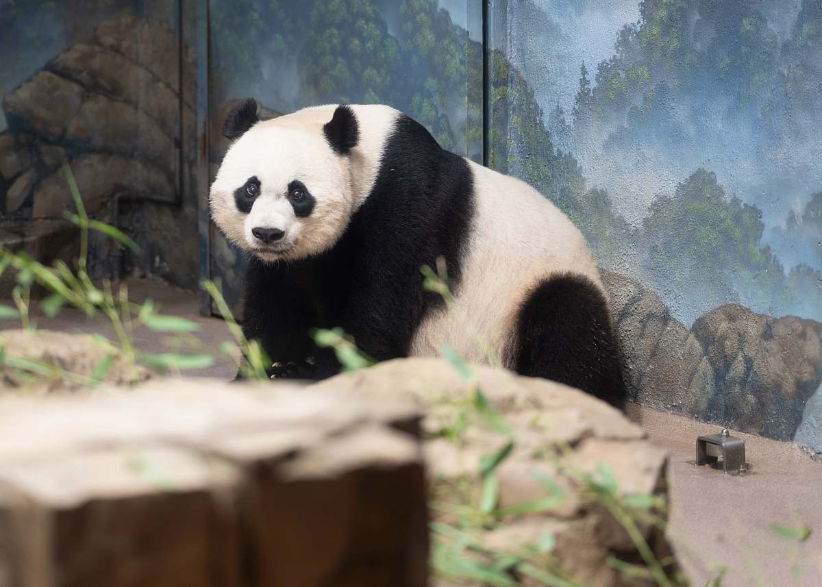 mammal white and black panda inside cage bear