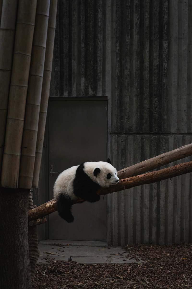 mammal white and black panda wildlife