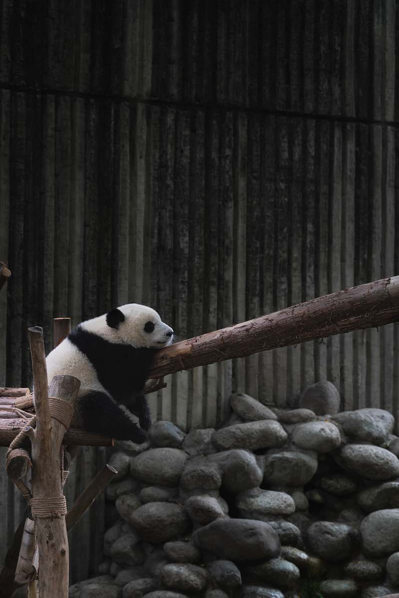 mammal white and black Panda on wood giant panda