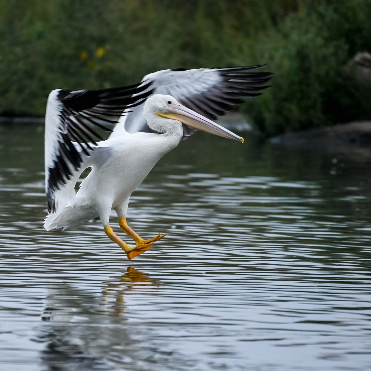bird white and black pelican on body of water waterfowl