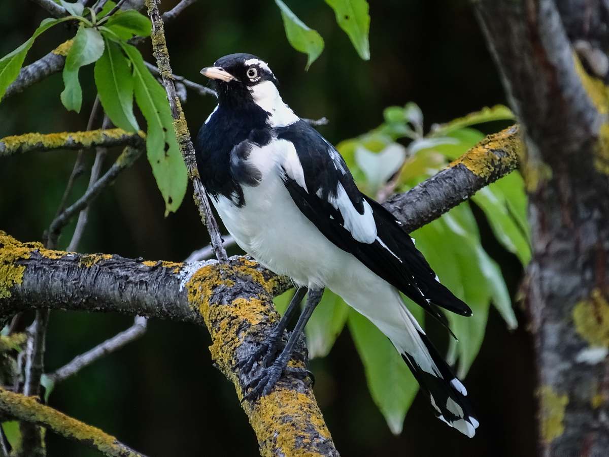bird white and black raven on tree branch magpie