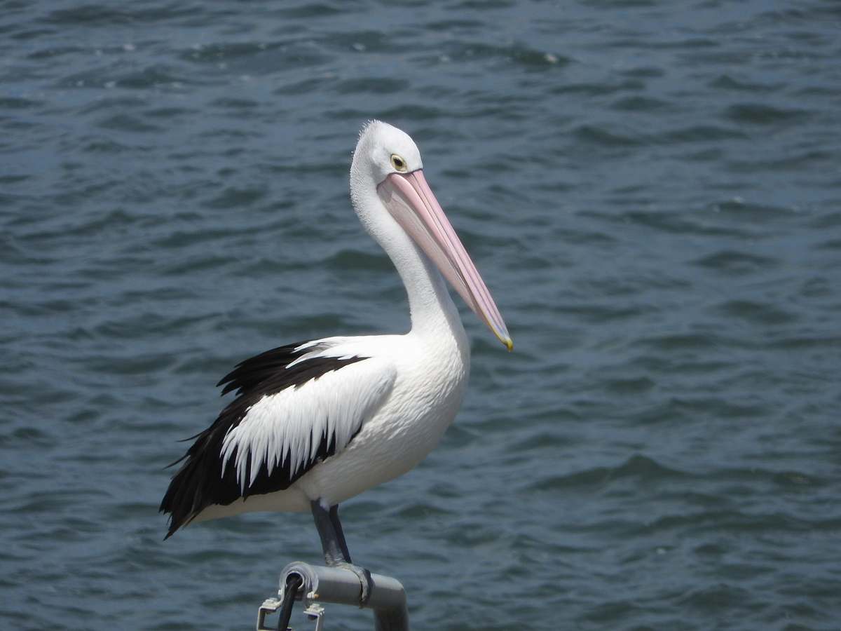 bird white and black seagull pelican