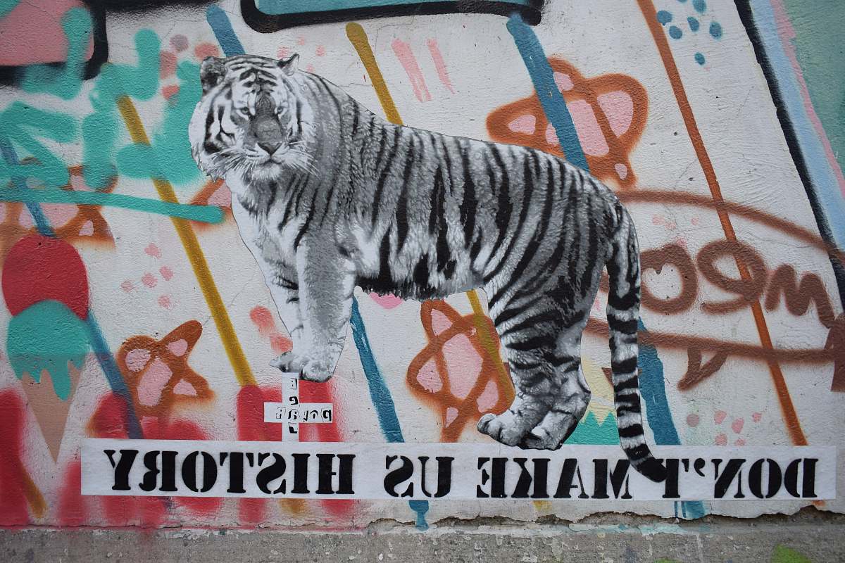mammal white and black tiger wall art tiger