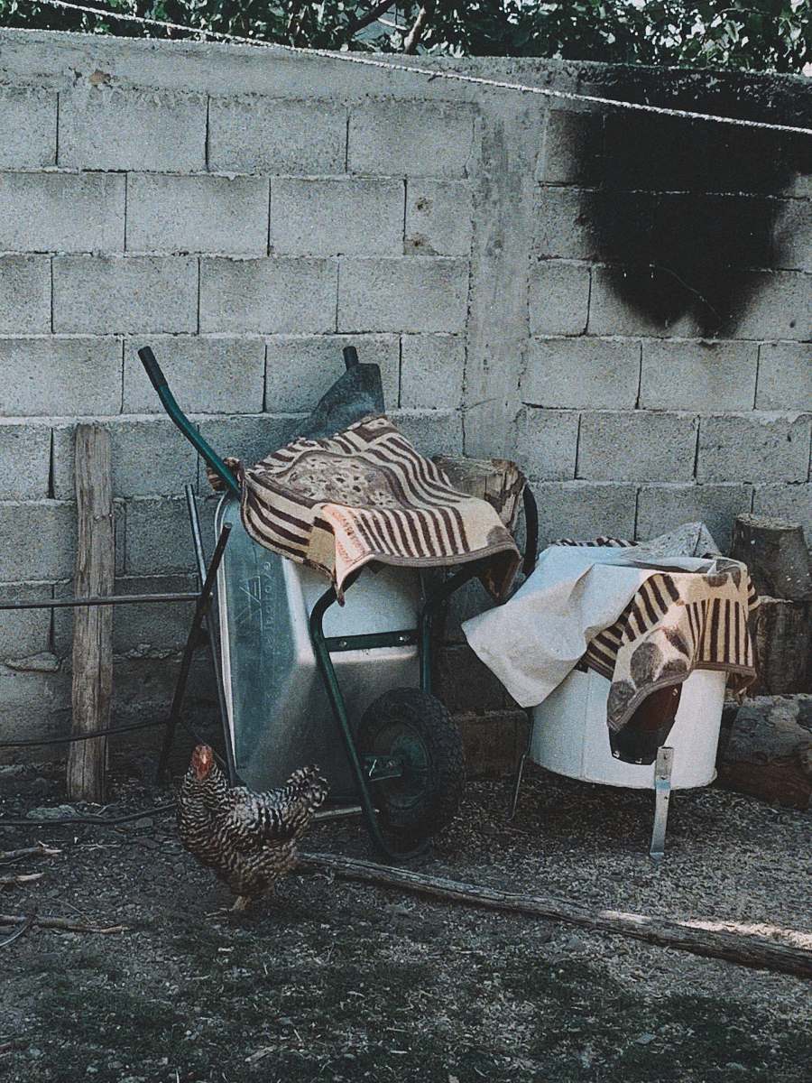 bird white and black wheelbarrow chicken